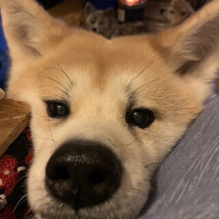 おっとりぽよっとの秋田犬「樒-しきみ」