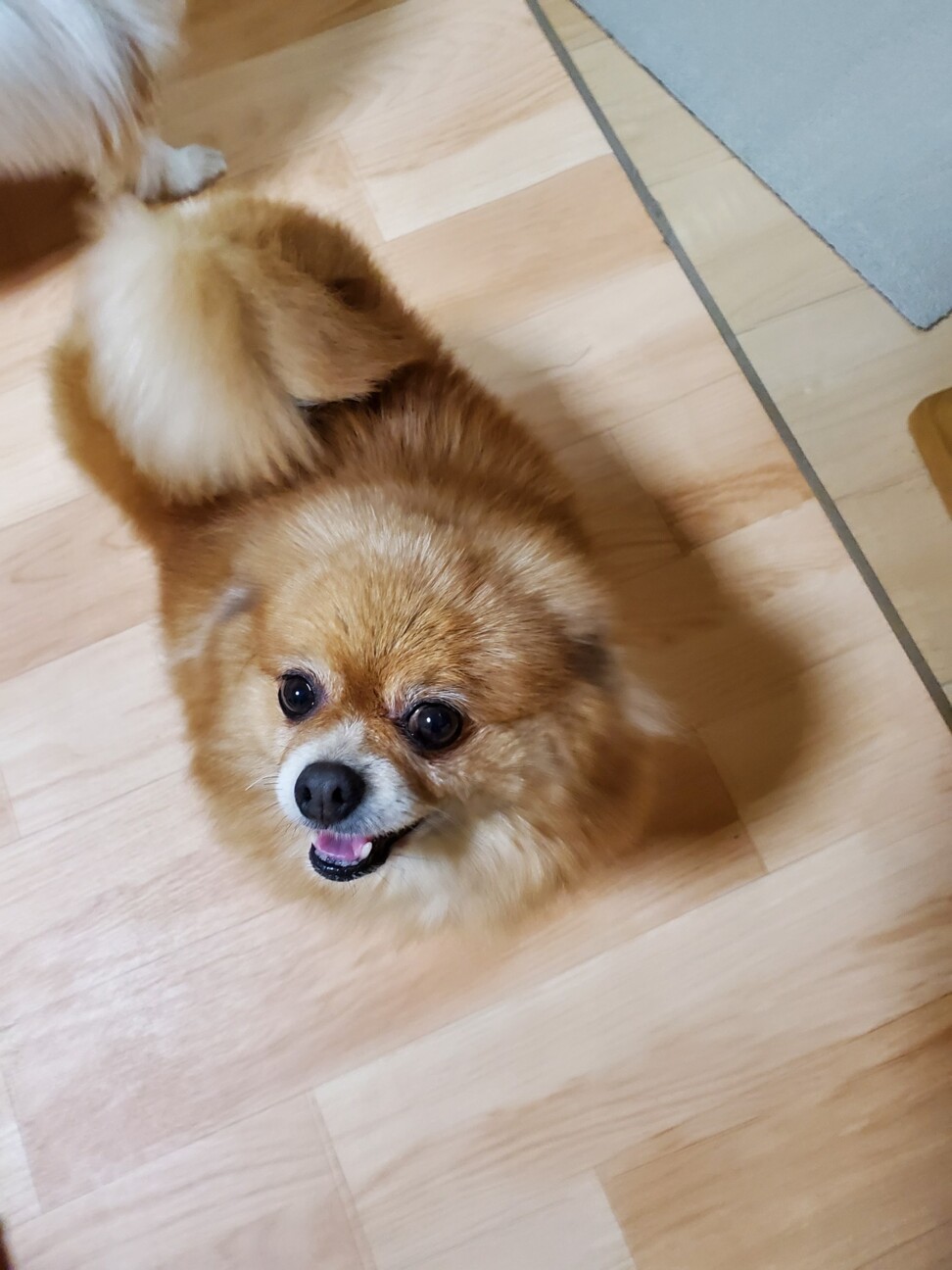 ポメラニアン ８歳 ロー 大阪府 犬の里親募集 ペットのおうち 月間利用者150万人