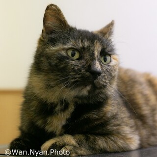 奄美大島からやって来た甘えん坊の美猫さん