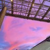 わけわかめ