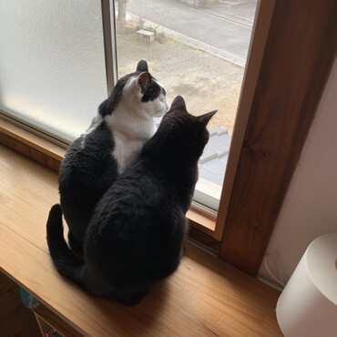 おチビに日向ぼっこルーム占領されて別室に来た２匹。