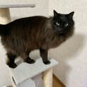 人懐っこく、とても飼いやすい猫です