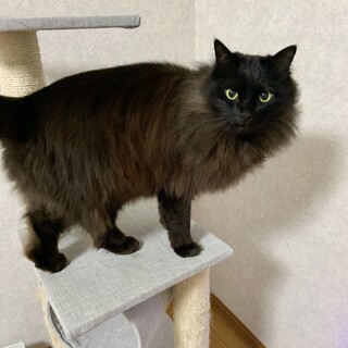 人懐っこく、とても飼いやすい猫です