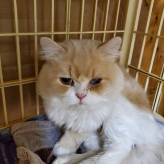 ミルクティー色のスコティッシュ男の子