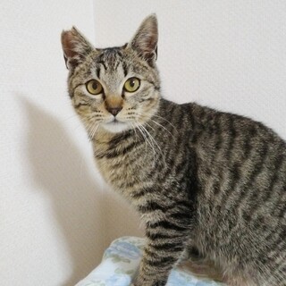 生後6カ月キジトラ大我くん