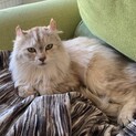 【お見合い随時】ゴージャスな長毛美猫・甘えん坊