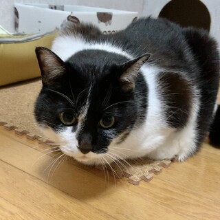 大人しく、とても飼いやすい猫です。