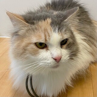 「トライアル予定」ビビりな「めんたい」ちゃん❤