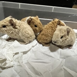 モルモット家族里親募集