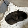 モルモット家族里親募集 サムネイル2