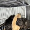 モルモット家族里親募集 サムネイル3