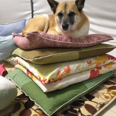 の写真