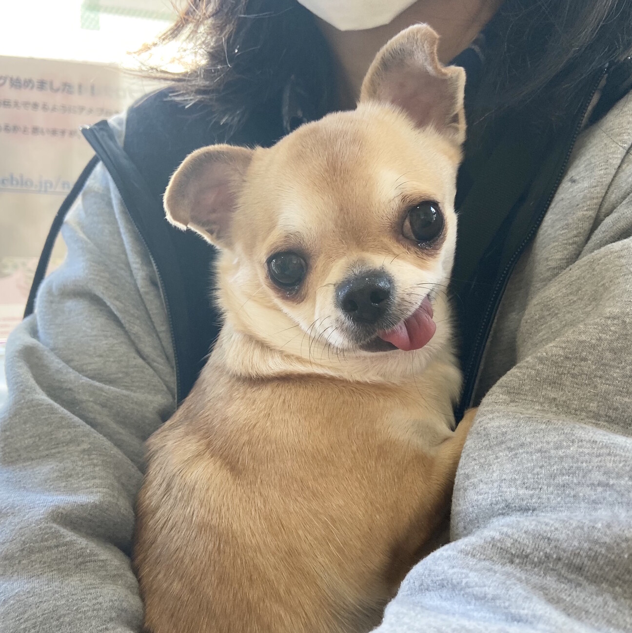 ４歳の女の子 おだやかで 東京都 犬の里親募集 ペットのおうち 月間利用者150万人