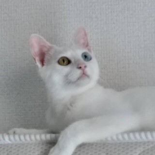 ◆つきみ♀控えめに甘えたアピール・FIVキャリア