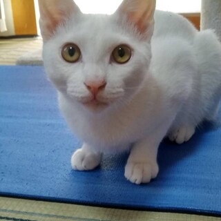 ◆だんご♂抱っこ大好き甘えた男子・FIVキャリア◆