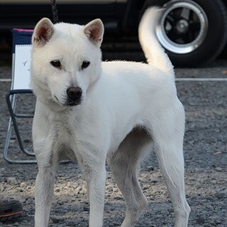 紀州犬　現役の展覧会犬
