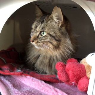 長毛のおとなしい女の子！！