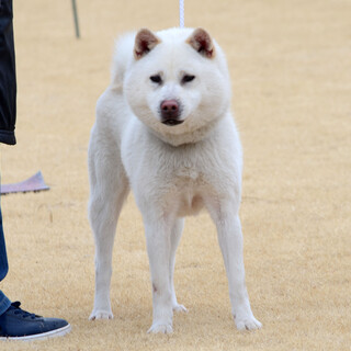 紀州犬　現役の展覧会犬