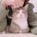 【猫用品あり】出会った中で1番飼いやすい猫ちゃん