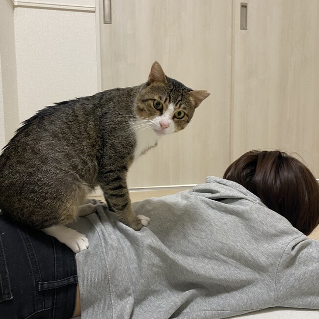 ねこち侍のカバー写真