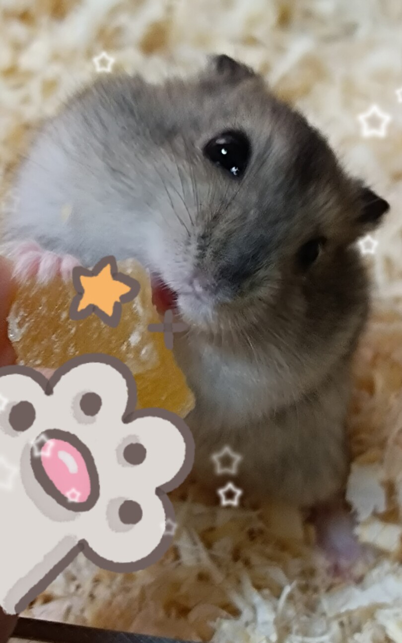 1月28日生まれジャンガリアンハムスター サムネイル2