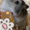 1月28日生まれジャンガリアンハムスター サムネイル2