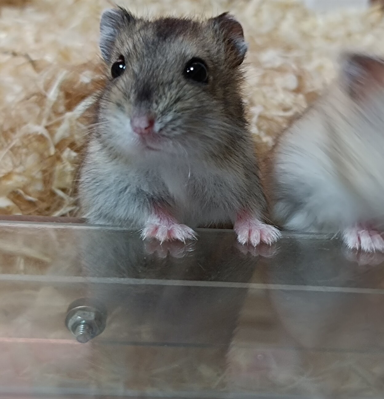 1月28日生まれジャンガリアンハムスター サムネイル3