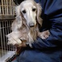 【保護犬】ダックス♀️大切にして頂ける方