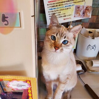 濃いブルーの瞳のこぶ君♂️