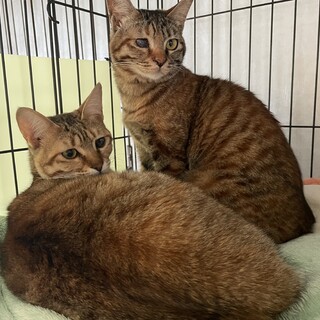チャキチャキおてんば仲良し姉妹です