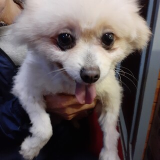 ポメラニアン 岐阜県が募集対象 犬の里親募集情報 ペットのおうち 月間利用者150万人