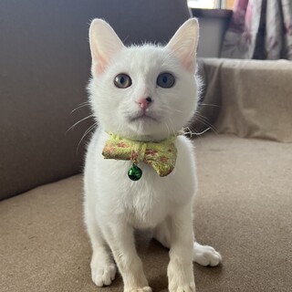 一緒に寝る甘えん坊くん
