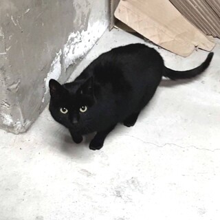 ★お外で必死に生きてきた小柄な黒猫の女の子