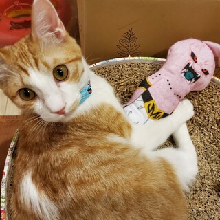 茶しろのちゃいぶ♂️