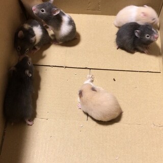 ゴールデンハムスター