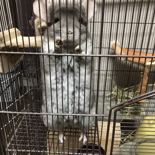 チンチラの里親を探しています
