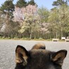 シュバヤマ
