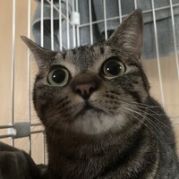 小梅