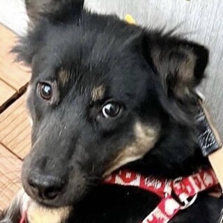 未来ちゃん里親様に迎えられました