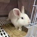 ミニウサギ 募集一時停止中