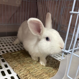 ミニウサギ 募集一時停止中