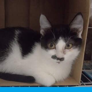 【募集中止】元気な黒白ちゃん（気強め）