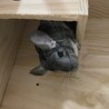 2歳半の女の子チンチラ、里親募集中 サムネイル3