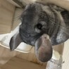 2歳半の女の子チンチラ、里親募集中 サムネイル6