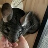 2歳半の女の子チンチラ、里親募集中 サムネイル5