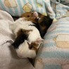 モルモット2匹 サムネイル3