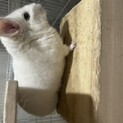白いチンチラ3歳半活発な女の子、里新募集中