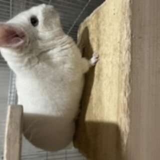 白いチンチラ3歳半活発な女の子、里新募集中