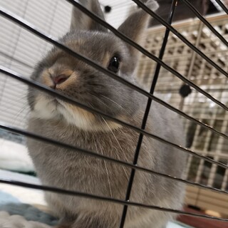 ネザーランドドワーフ