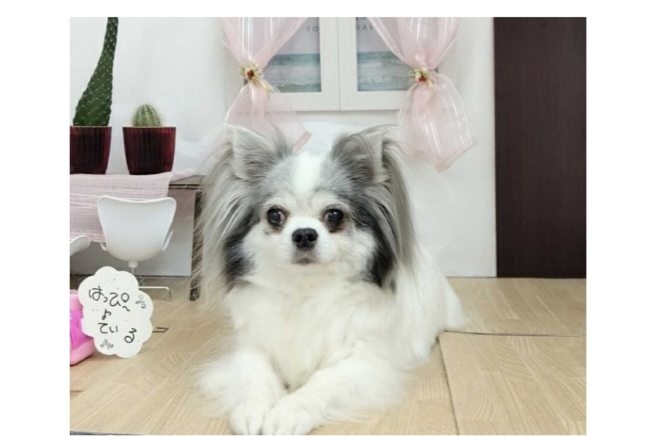 緊急 里親募集中 小型犬 千葉県 犬の里親募集 ペットのおうち 月間利用者150万人